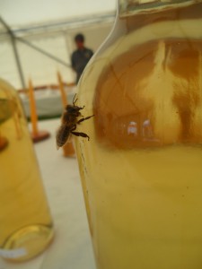 Bees visiting the marquee tasting the mead