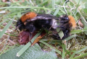 Mating tree bumble bees (Nascot Wood Bees HQ, June 2015)