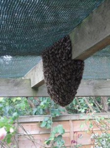 Hanging from the beam