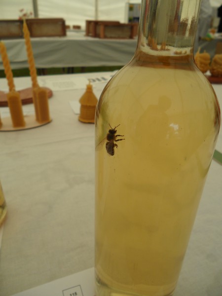 A bee visitor to Harrow - in - leaf sums on a dribble of mead after the judging