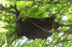 Swarm in tree