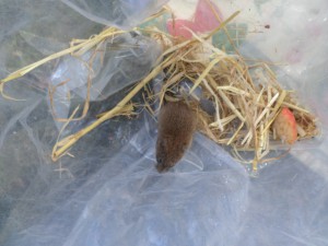 Short-tailed vole